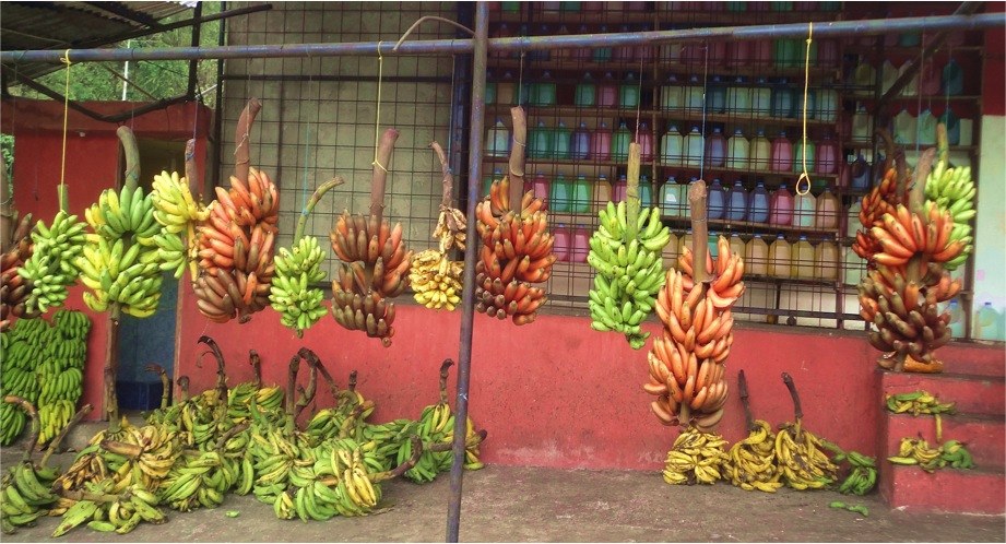 Trade of native banana cultivars as a source of income for local Ecuadorean farmers and families. Picture taken at Bucay, Guayas province, Ecuador, 2016 | Image: Freddy Magdama, Penn State University