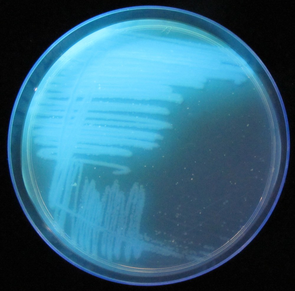 Research The warm glow of Pseudomonas (Photo by Marianne Ortiz-Lytle).