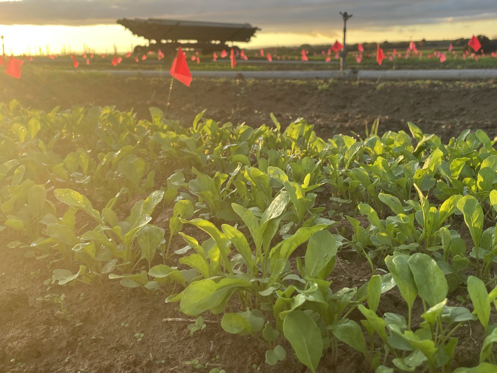 Northeast Arugula Team (NEAT) NEAT's research field (Photo Credit: Cameron Cedeno)