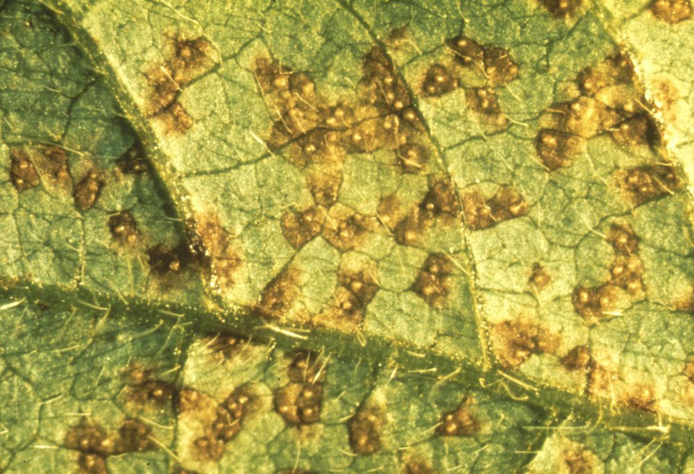 Closeup of Leaf spots