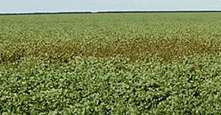 Infected Field