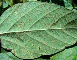 Leaf spots on Underside of leaf