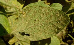 Leaf Spots
