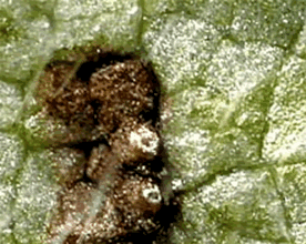 Ostioles releasing urediniospores