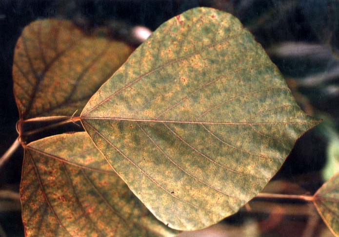 Rust Infected leaf