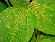 Soybean Rust on leaves