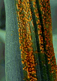 Wheat Stem Rust