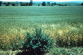 Spread of Stem rust