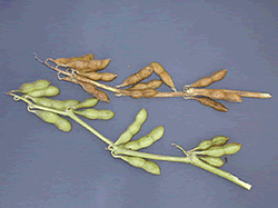 Yield Reduction in soybean