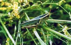 Pest Detection - Grasshopper Grasshopper (Orthoptera: Acrididae)