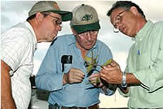 Leaf lesions helped Ray Schneigher (right) discover soybean rust in Louisiana. [Source: Science 306:3, December 2004]