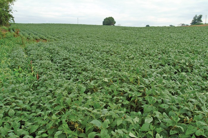 Soybean Rust Life Cycle Soybean field