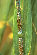 Photo: Uredinia of Puccinia graminis f. sp. tritici. (Courtesy B. Steffenson)