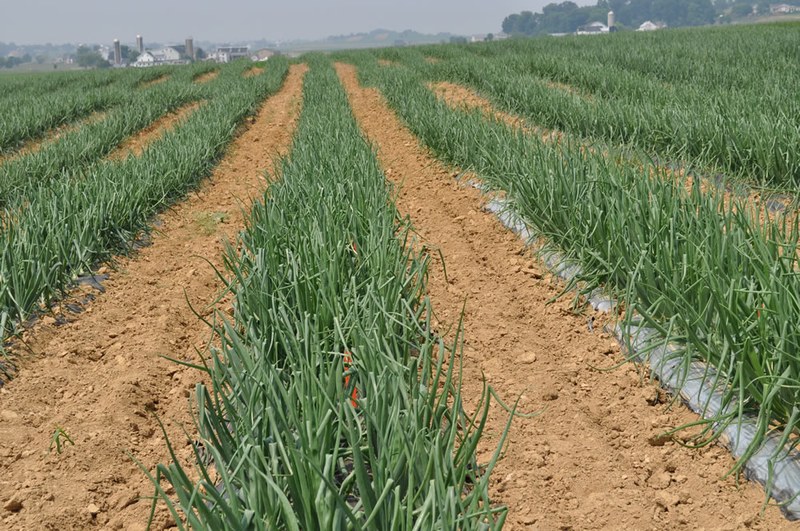 Onion field