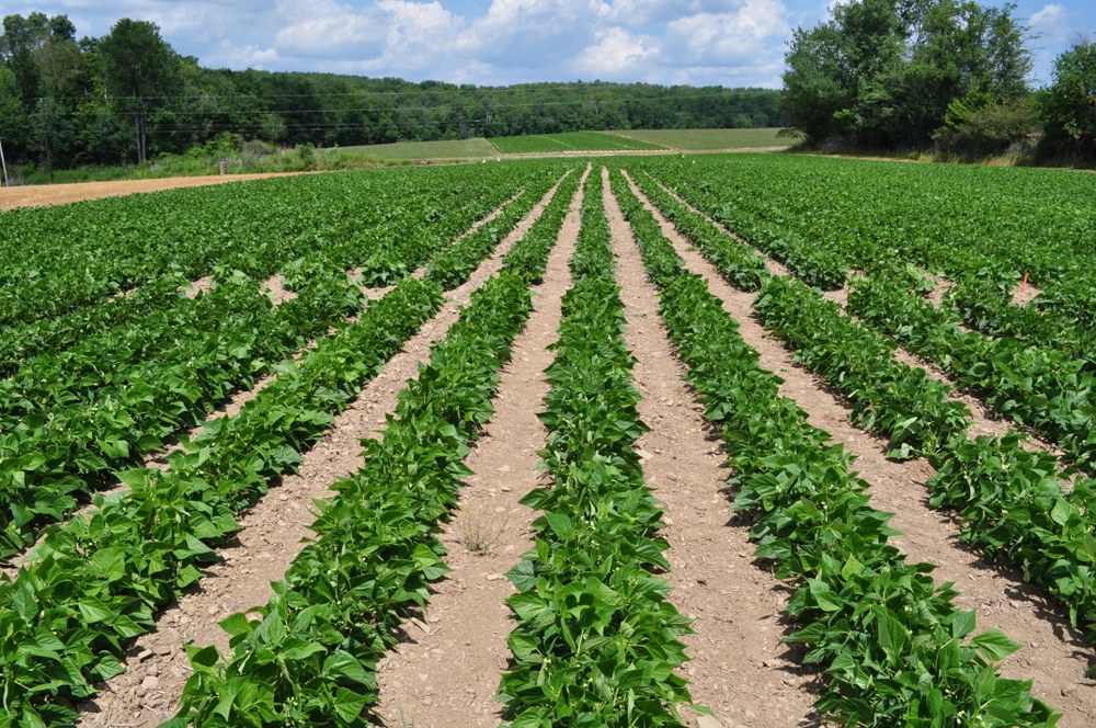 On-farm snap bean in-furrow and seed treatment trials, 2011.