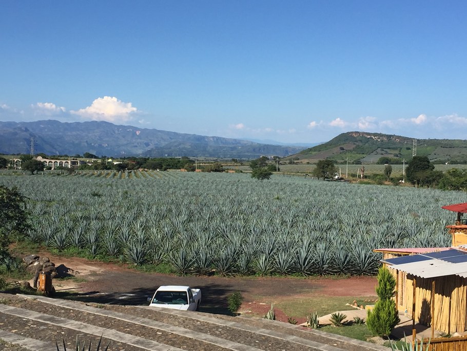 In Tequila, Jalisco, Mexico. September 2016