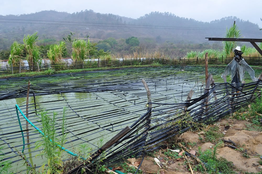 For talapia and crop production in Teupasenti, Honduras. April 2016.