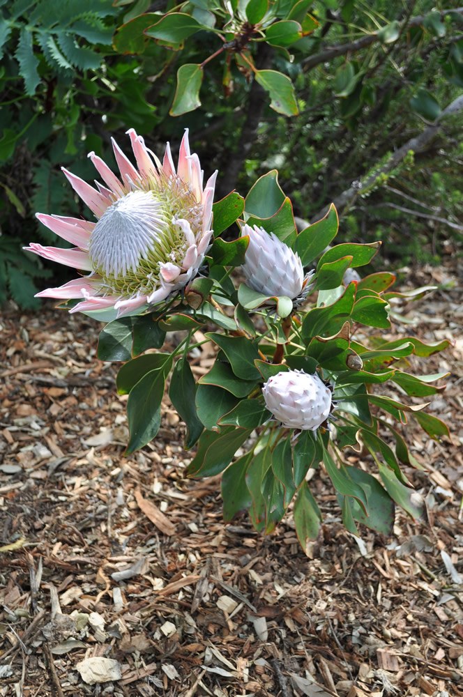 Protea cynaroides