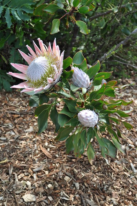 The national flower for South Africa. September 2016