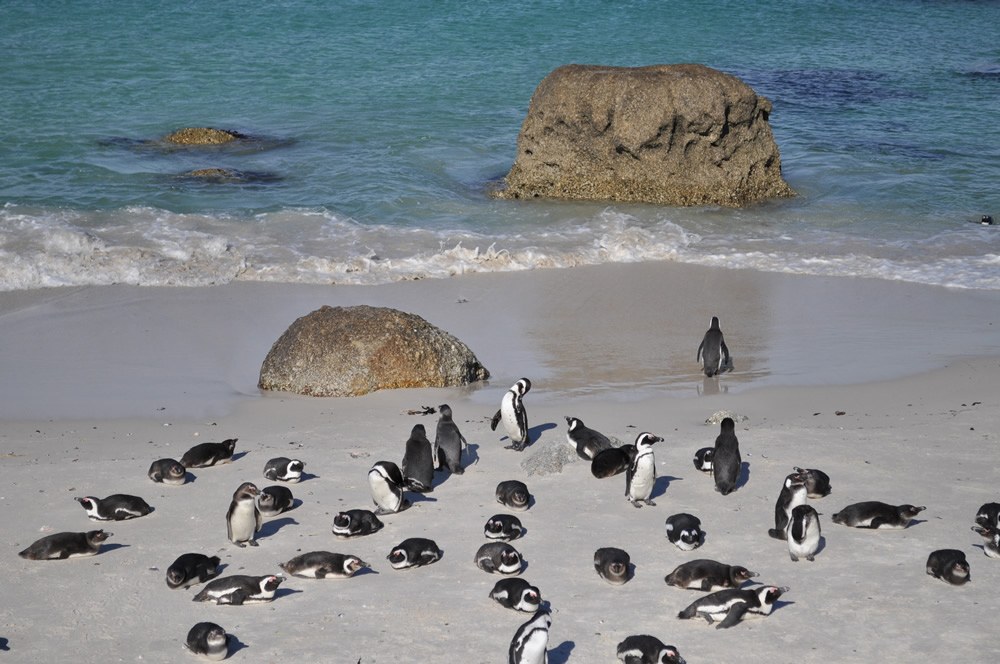 At Boulders Beach, Table Mountain National Park, South Africa. September 2016
