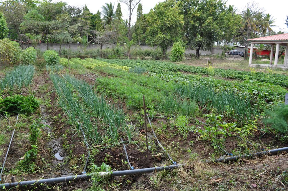 Biointensive Horticultural Crop Production Demonstration. Honduras, April 2016