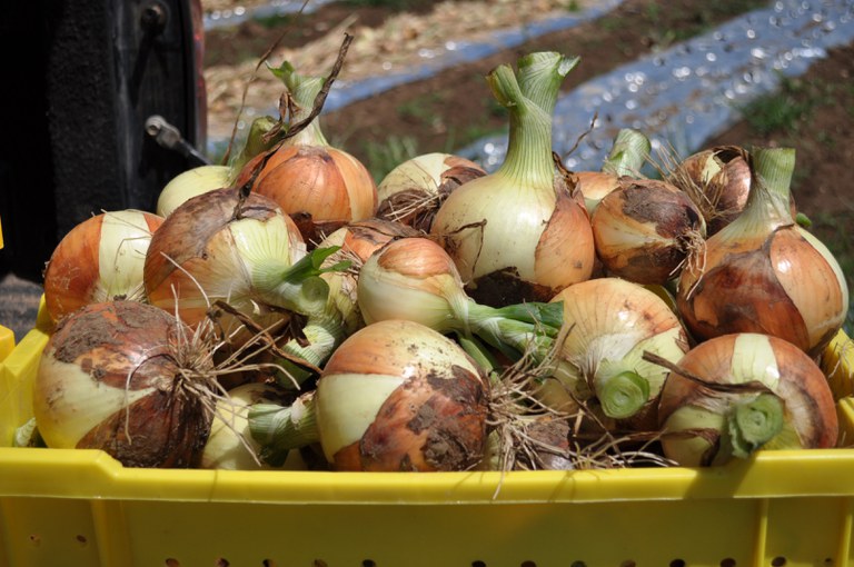 Harvested onions from an on-farm research trial.