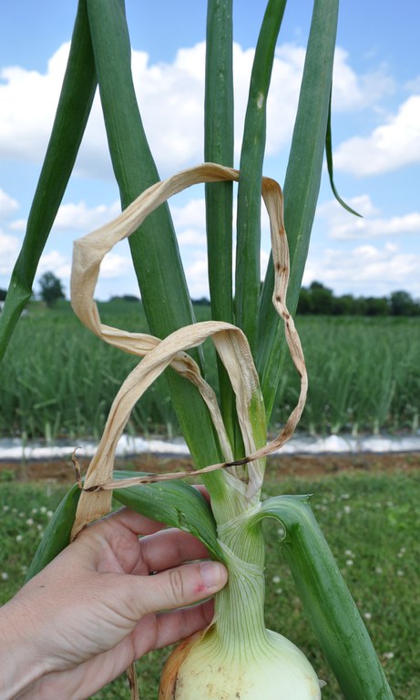 Figure 1. Bleached and collapsed interior onion leaves characteristic of bacterial center rot.