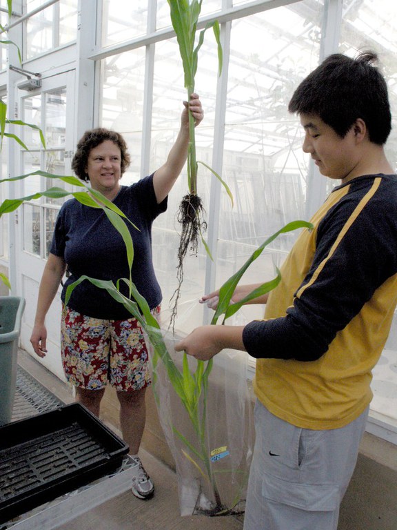 Bag it and tag it...  Gretchen Kuldau holds up a corn plant extracted for laboratory examination.