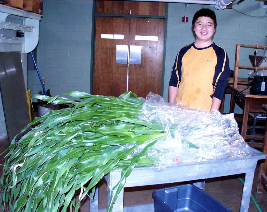 Corn Endophyte Studies-Greenhouse