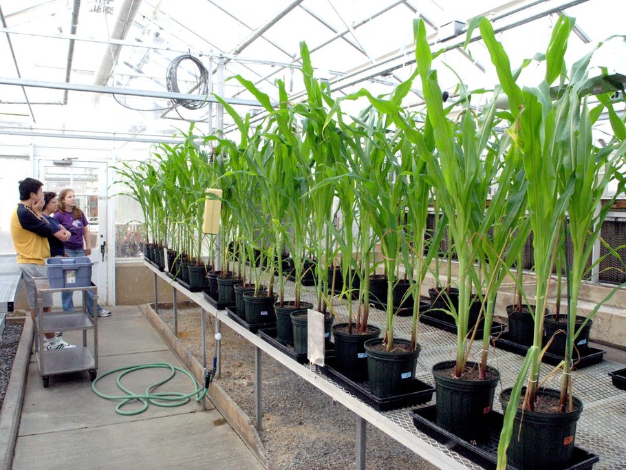 Corn growing for Li Guo's endophyte research.