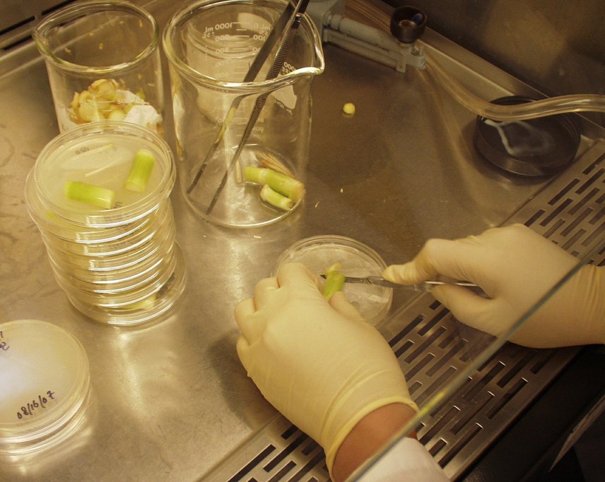 Corn pieces in petri plates.