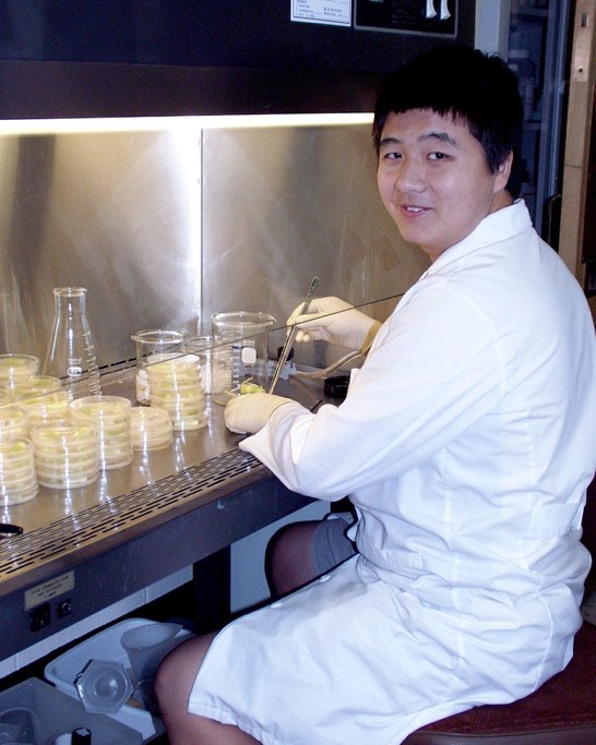 Li plates the corn to re-isolate the fungi he inoculated.
