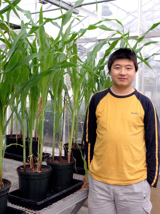 Li Guo's corn for endophyte research