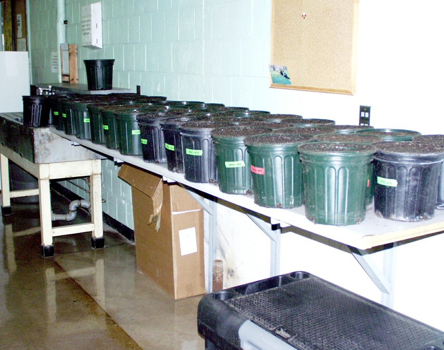 Soil preparation for endophyte study.