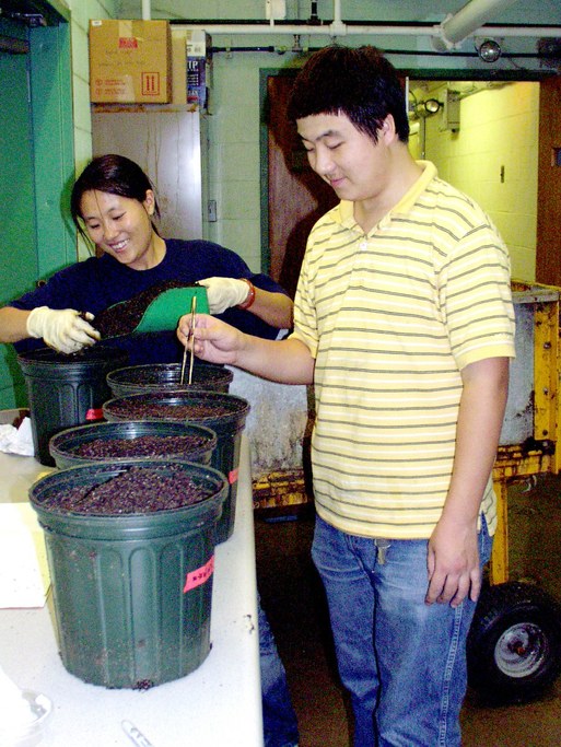 Li plants and inoculates corn seed for his endophyte research.