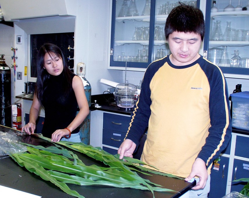Li and Lili measure the corn plants to find treatment differences in the endophyte study.