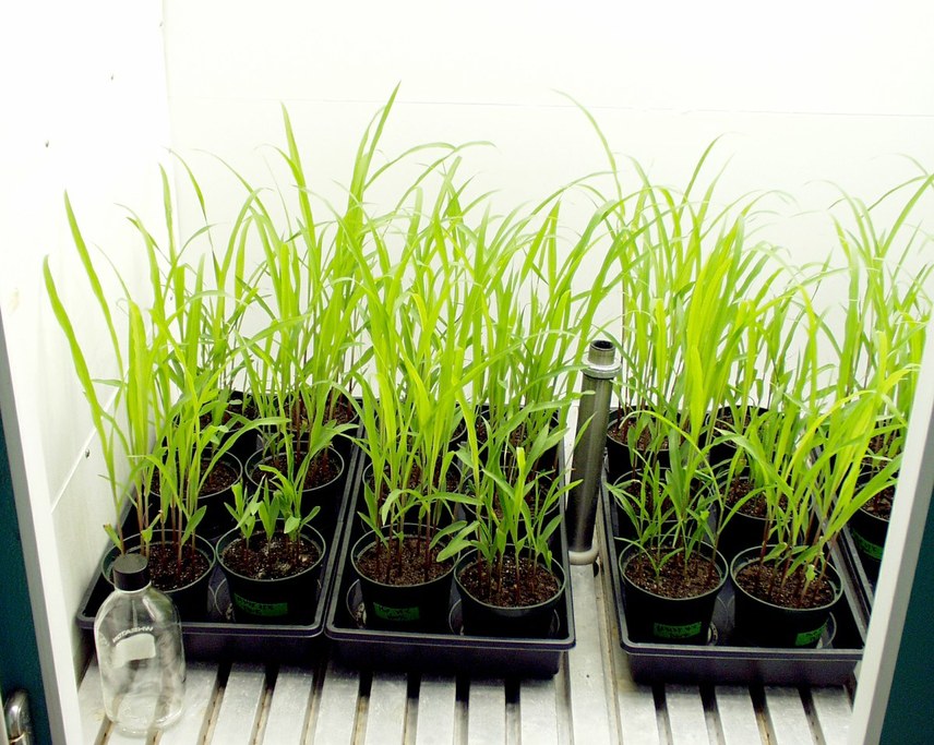 Young corn growing in the chamber.