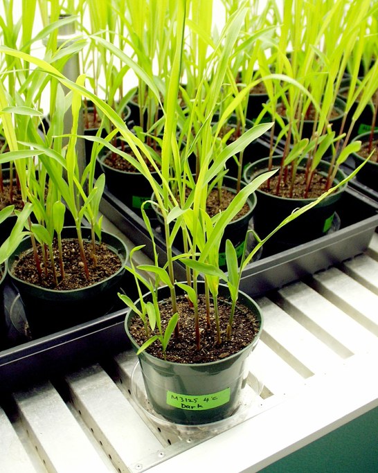 Labeled treatment pot of corn in chamber.