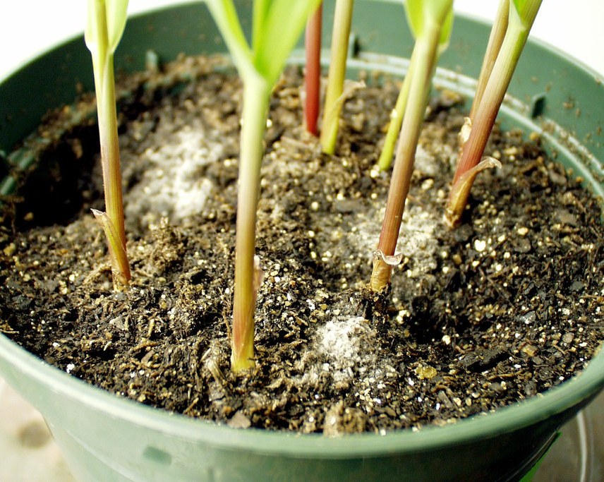 Fusarium mycelium (whitish areas) growing on the surface of the soil in the potted chamber plants.