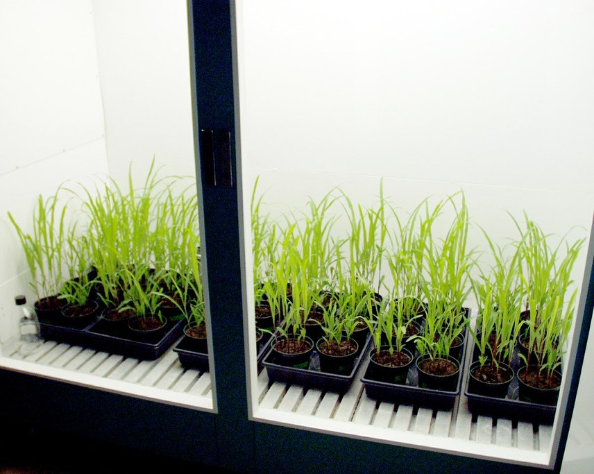 Young corn growing in the chamber.