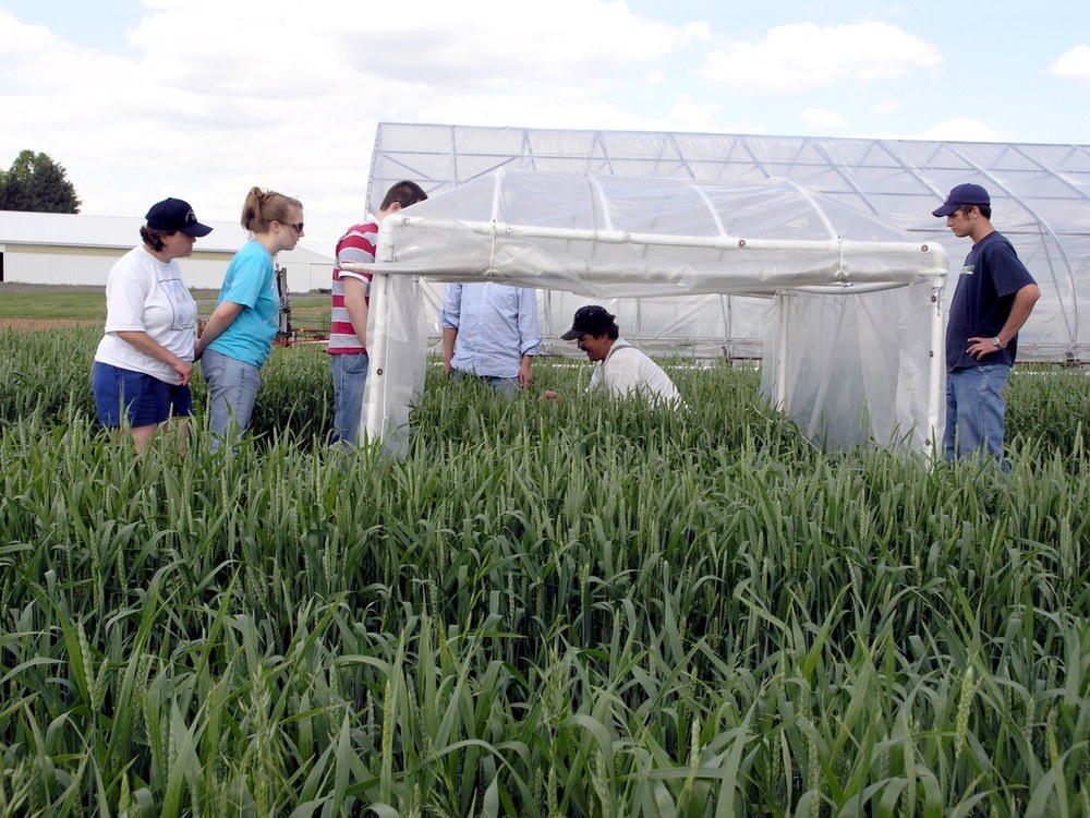 Tim Grove shows how to secure the inoculation chambers to the ground stakes.