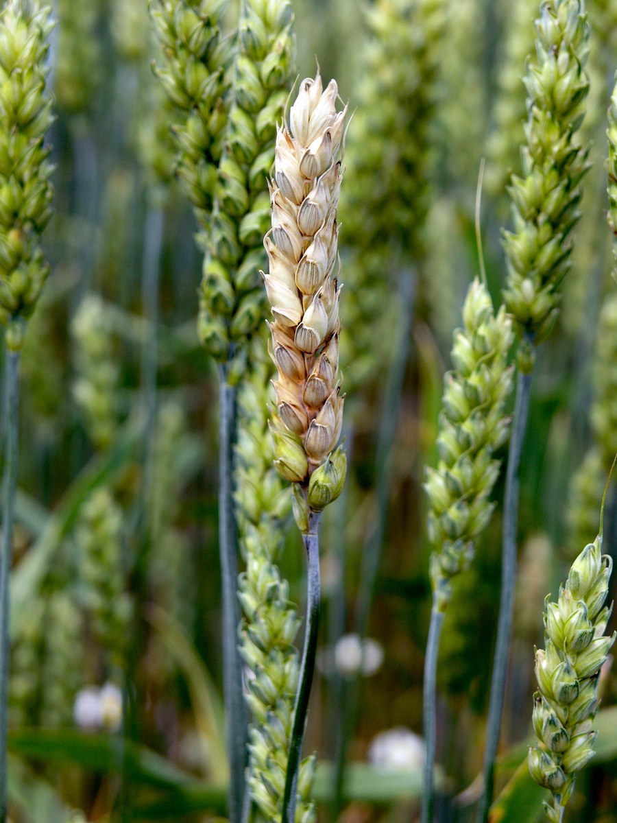 Bleaching symptoms on wheat due to Fusarium Head Scab