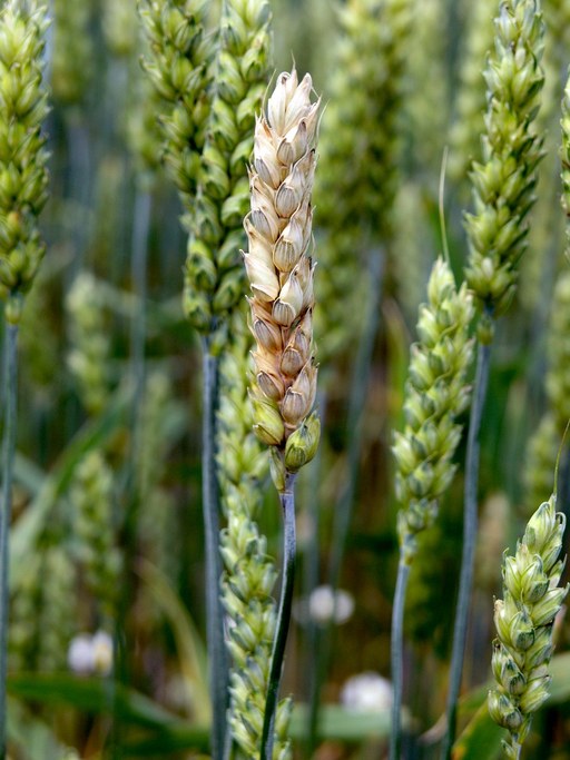 Symptoms of Head Scab on early developing wheat cultivar.