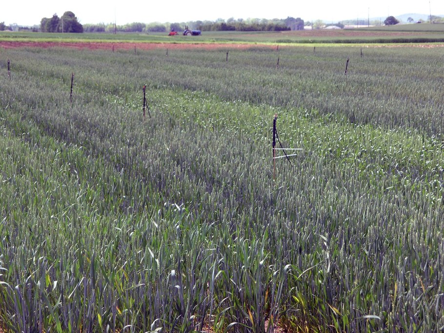 The wheat plots  have had a water misting system installed to keep the plots moist after inoculation.