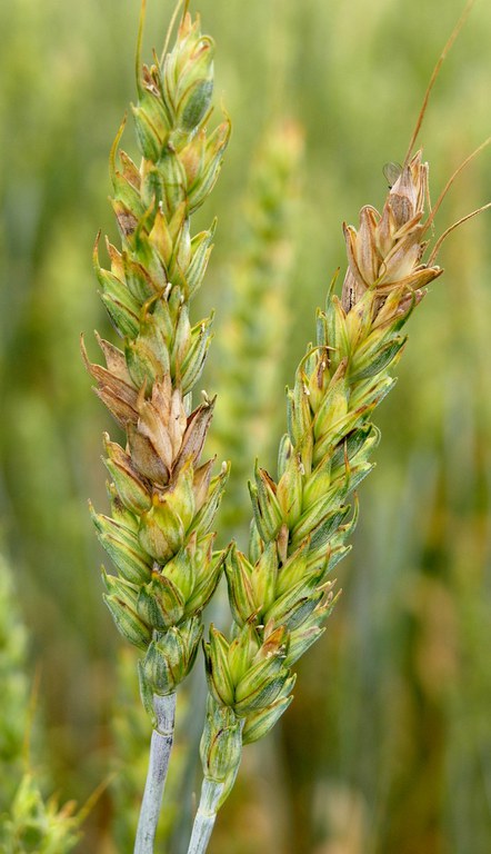 Fusarium Head Scab symptoms on Wheat