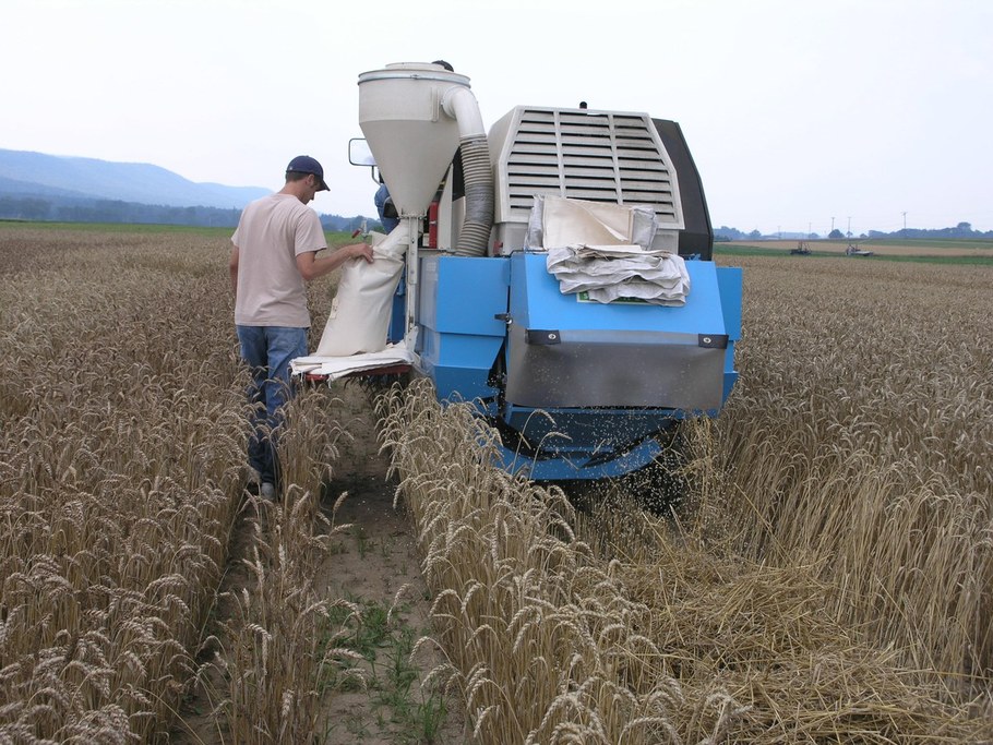 Undergraduate Adam Blatt watches to be certain all the of grain from each small plot is properly bagged and labeled.