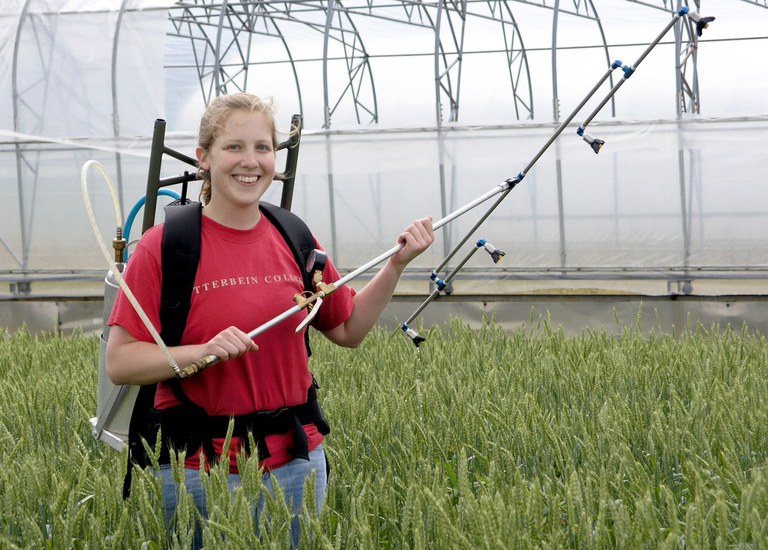 Graduate student Katelyn Willyerd innoculates her wheat plots with Fusarium.