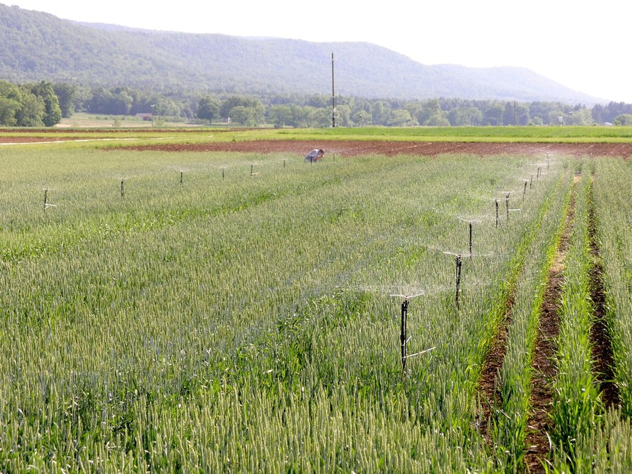 Intermittent water misting keeps the wheat plots moist during the fungal infection period.
