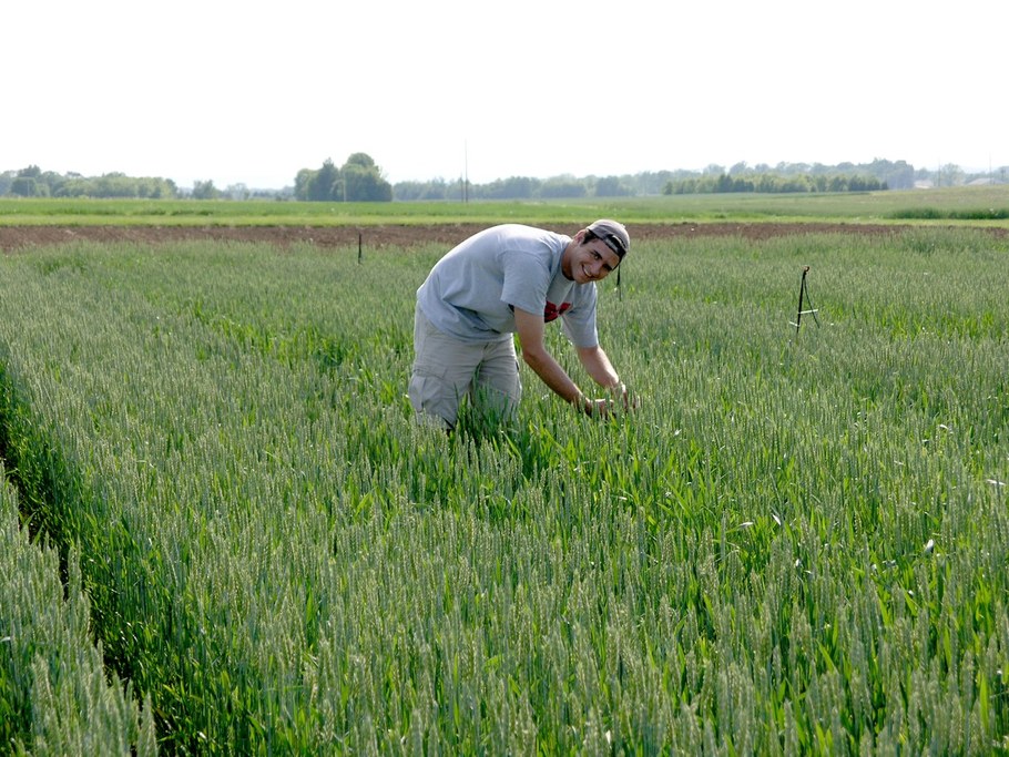 Undergraduate Adam Blatt inspects the young wheat plots.