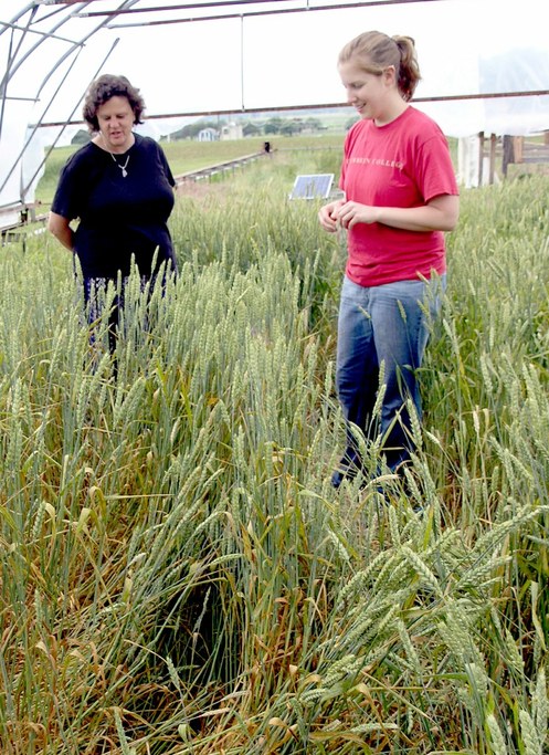 Dr. Kuldau & PhD student Katelyn Willyerd examine lodged wheat in one of the moving greenhouses at the research farm. 